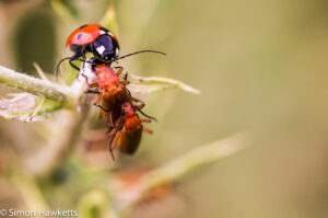 Tamron 90mm f/2.8 macro pictures - Ladybird and soldier beetles