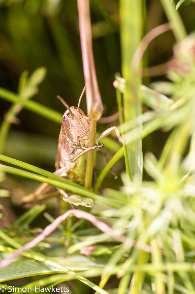 Tamron 90mm f/2.8 macro pictures - Grasshopper