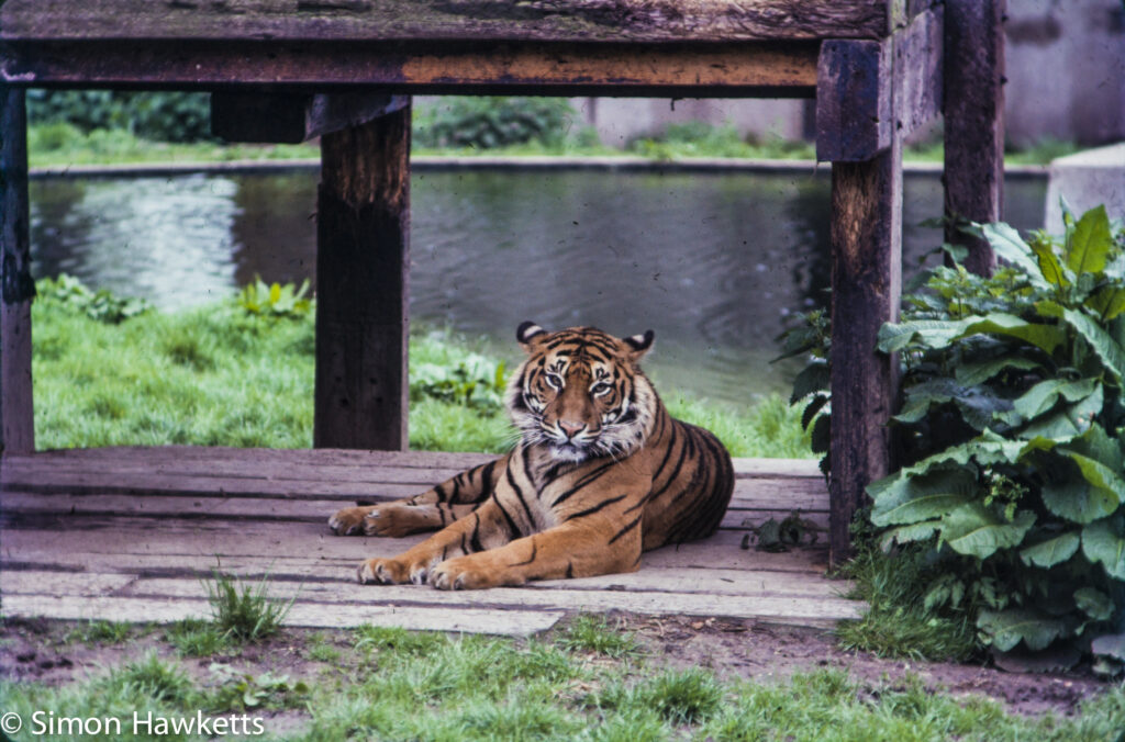 35mm colour slide pictures from London Zoo in the early 1980s - Tiger