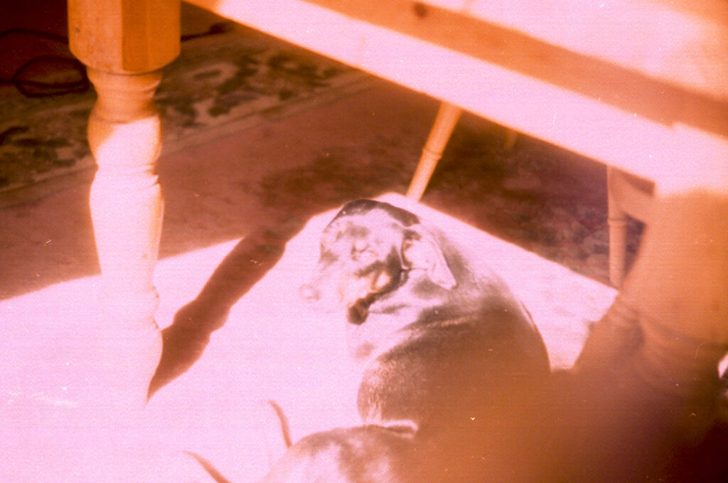 Photos from film found in old cameras - A dog in sunlight