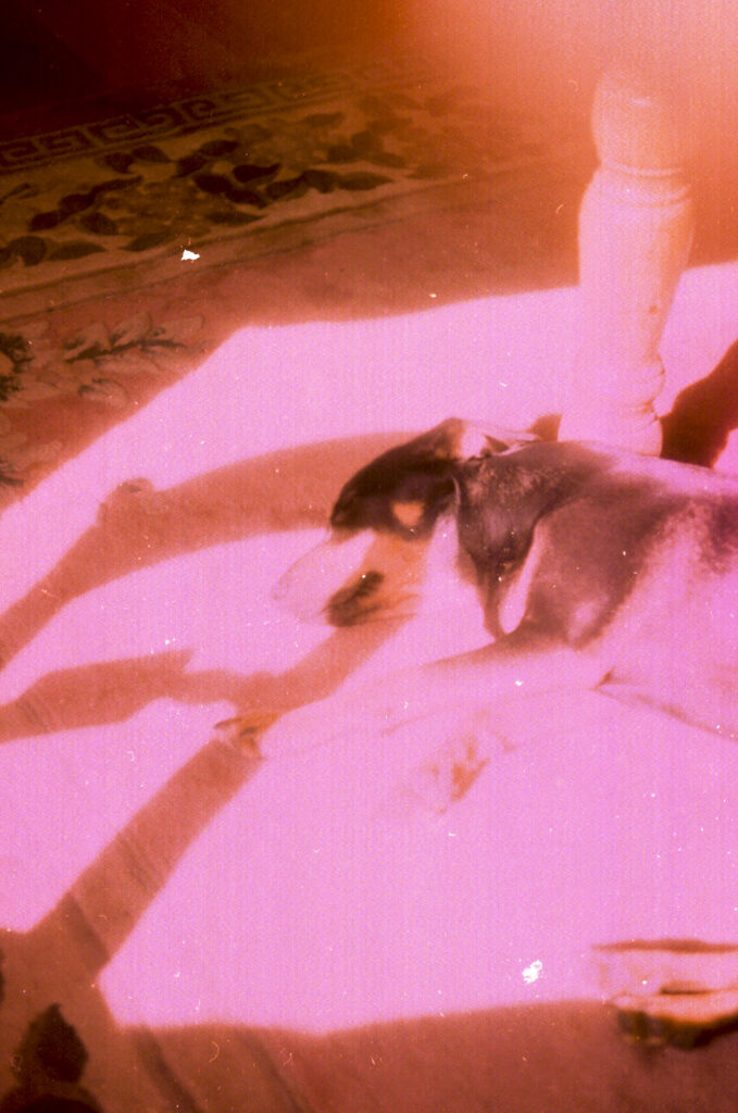 Photos from film found in old cameras - A dog asleep in sunlight under a table