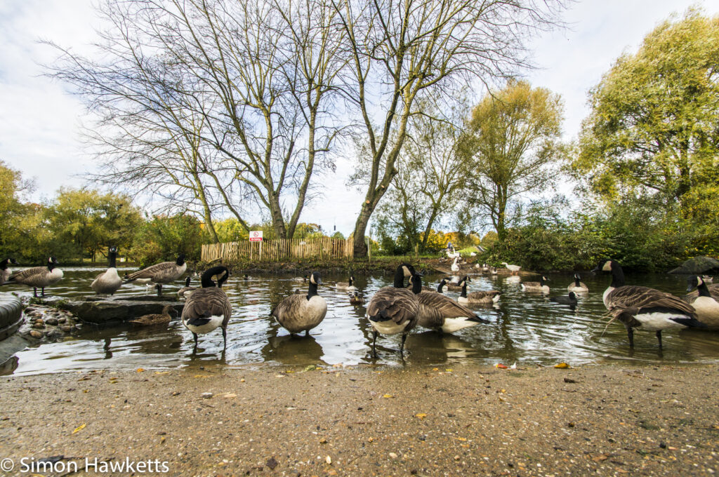 Tamron 10-24 wide angle sample pictures - Ducks & Geese in Fairlands Valley Park Stevenage
