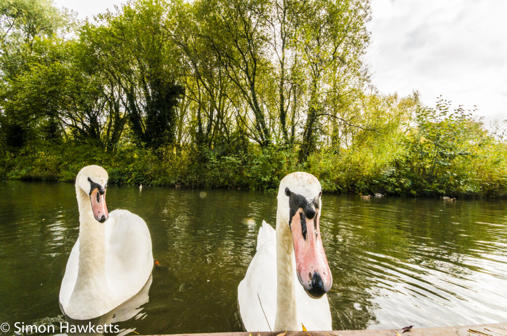 Tamron 10-24 wide angle sample pictures - Curious swan in Fairlands Valley Park Stevenage