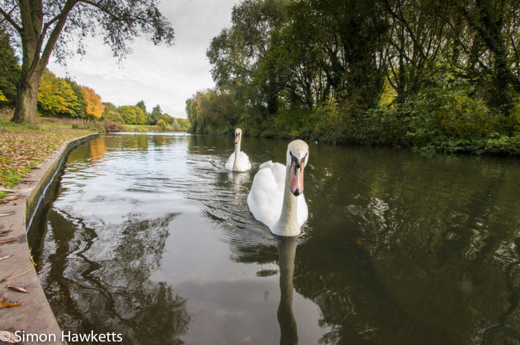 Tamron 10-24 wide angle sample pictures - Two swans in Fairlands Valley Park Stevenage