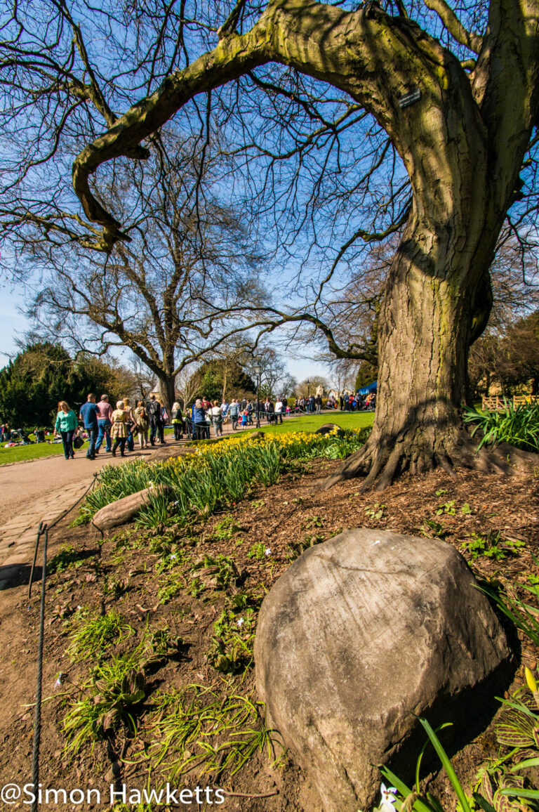 A large stone and tree in York Museum gardens