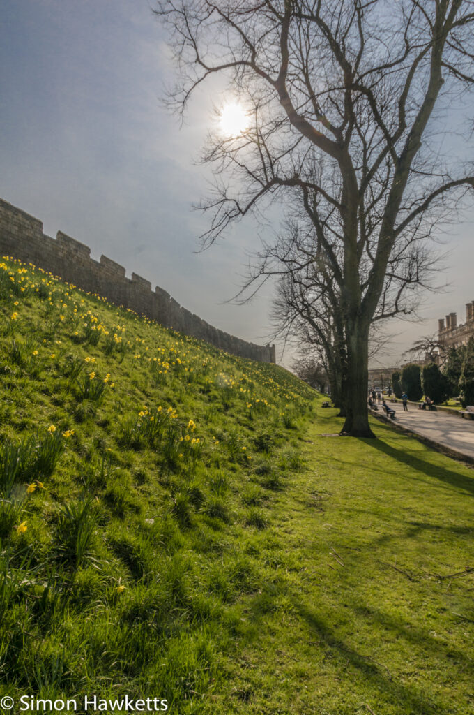 Spring flowers growing next to the City wall in York