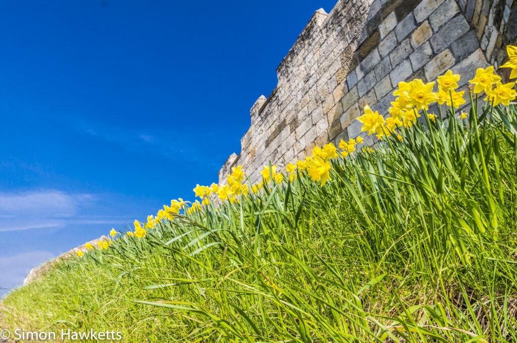 Daffodils growing by the city wall in York