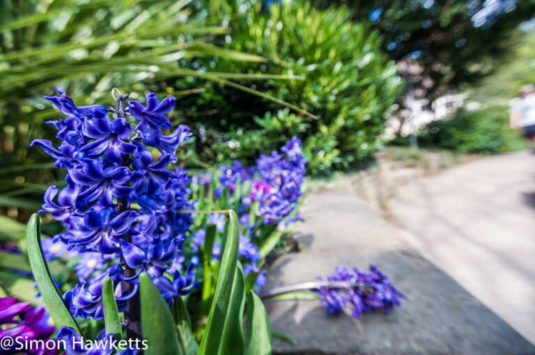 Favourite pictures – The hyacinth