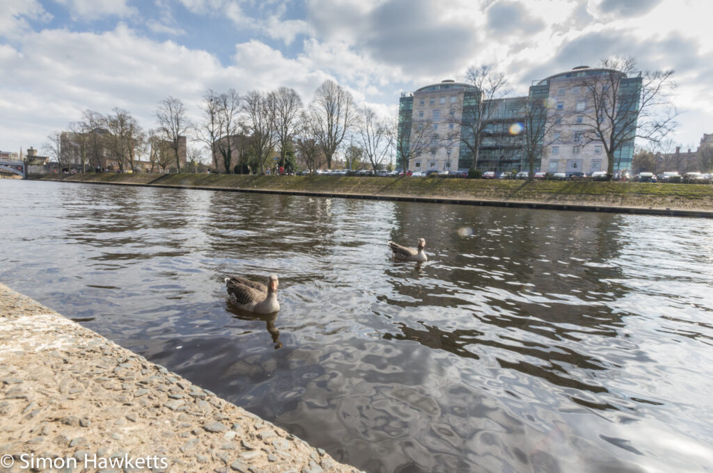 Geese on the river Ouse in York
