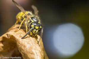 Tamron 90mm f/2.8 macro pictures - Wasp