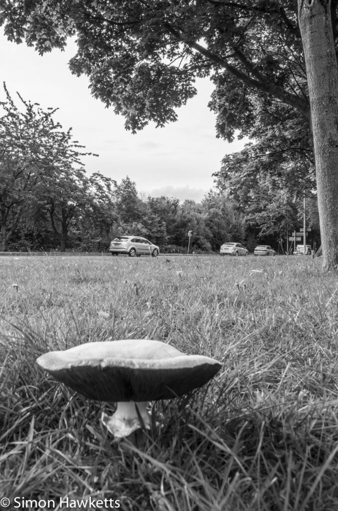 Small toadstool with cars in the background in Black & White