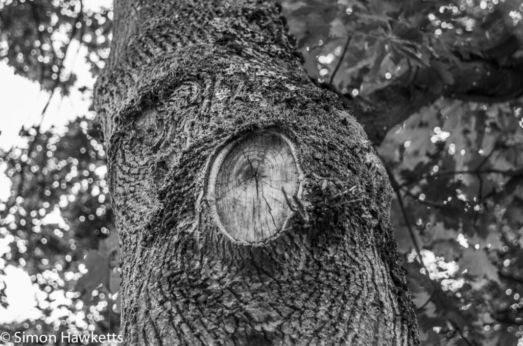 A close up picture of tree bark in Black & White