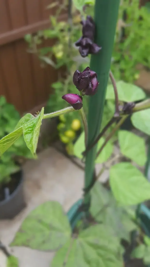 Galaxy S6 sample pictures 4 Samsung Galaxy S6 sample photos - selective focus effect