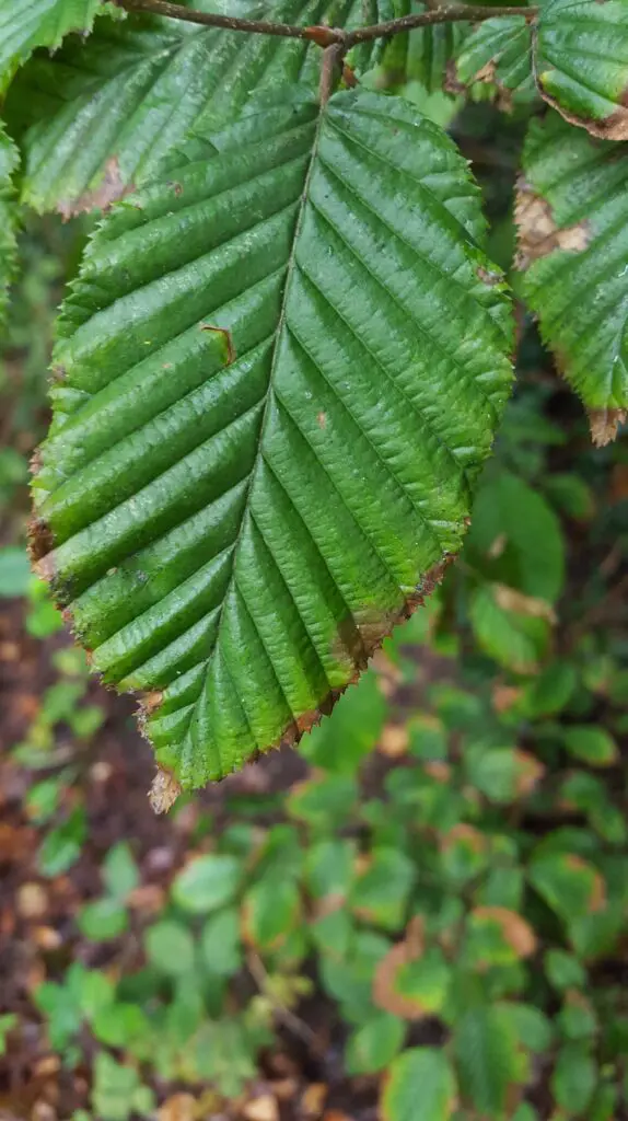 Galaxy S6 sample pictures 8 Samsung Galaxy S6 sample photos - closeup taken in poor light