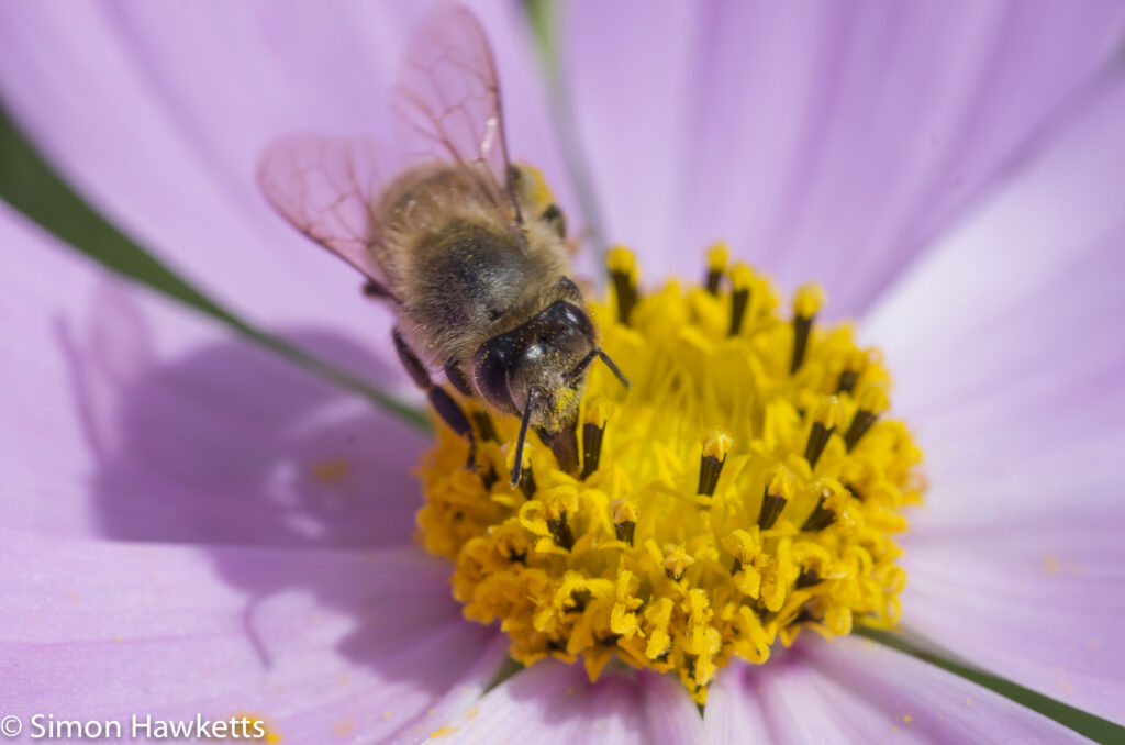 Macro photos - A small bee