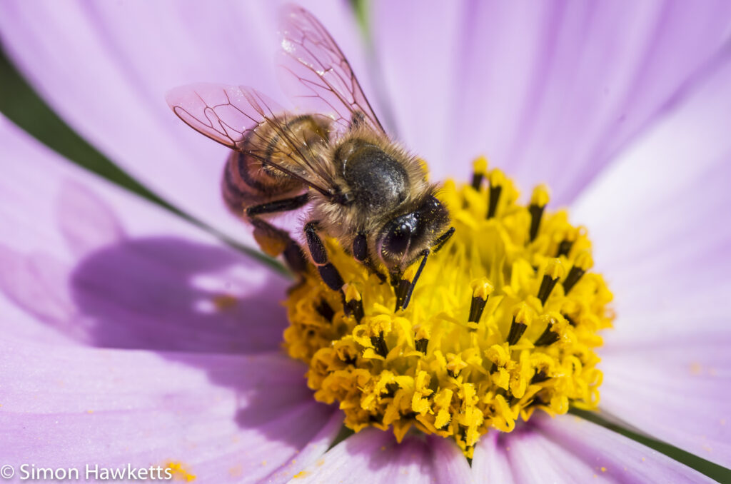 Macro photos - A bee busily gathering pollen