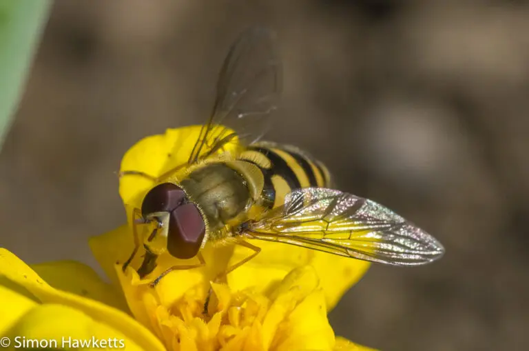 Garden Insects 18 Macro photos - A small hoverfly