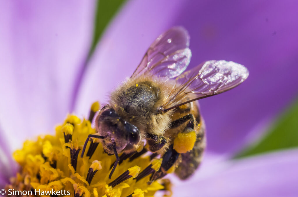 Macro photos - Bee on a flower