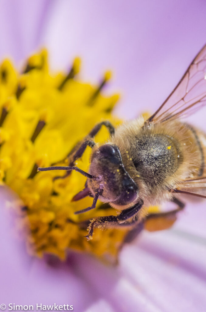 Macro photos - Bee on a flower