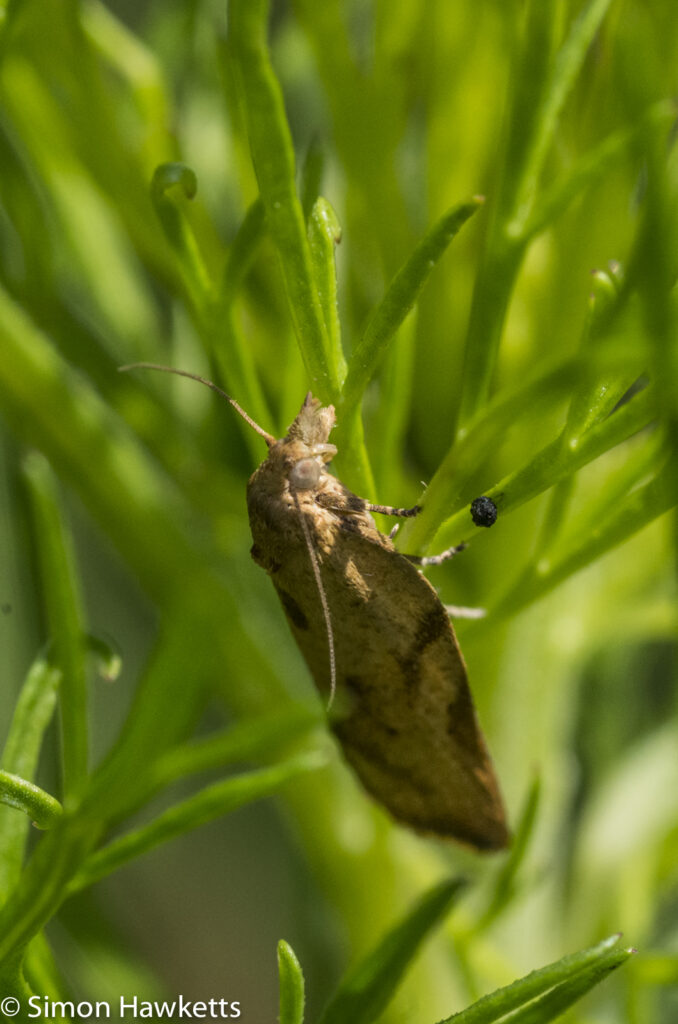 Macro photos - A daylight moth
