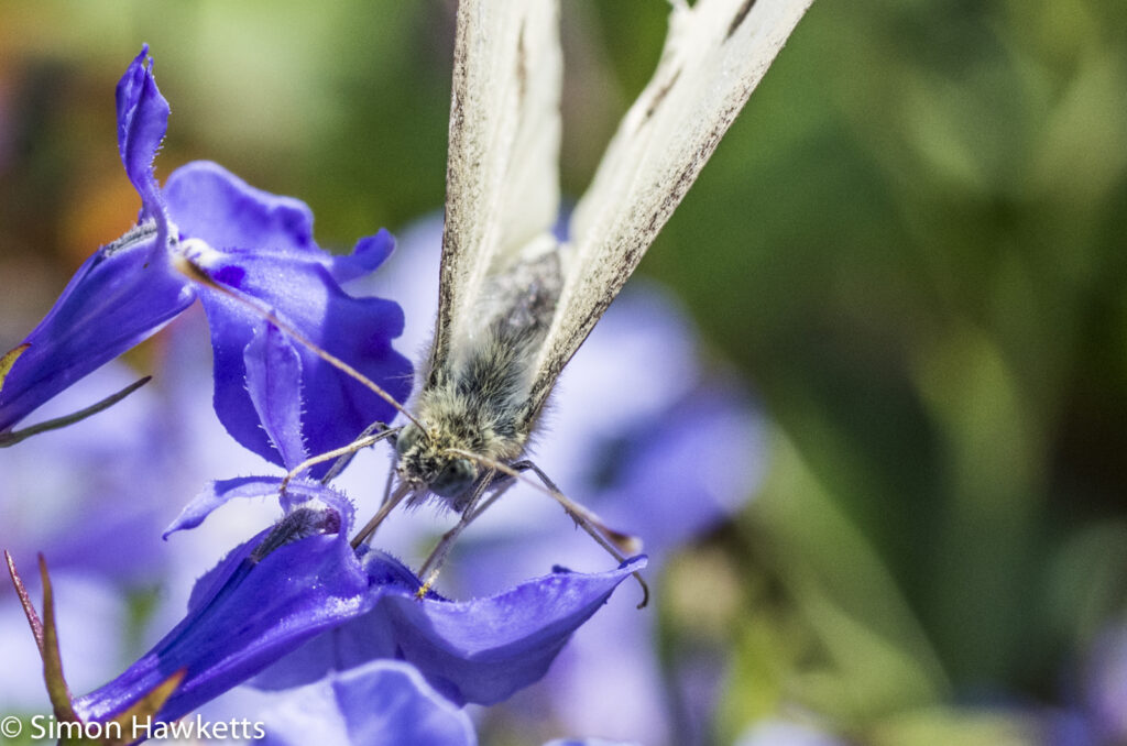 Macro photos - Butterfly gathering nectar