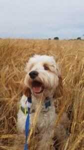 Cockapoo puppy in a wheatfield