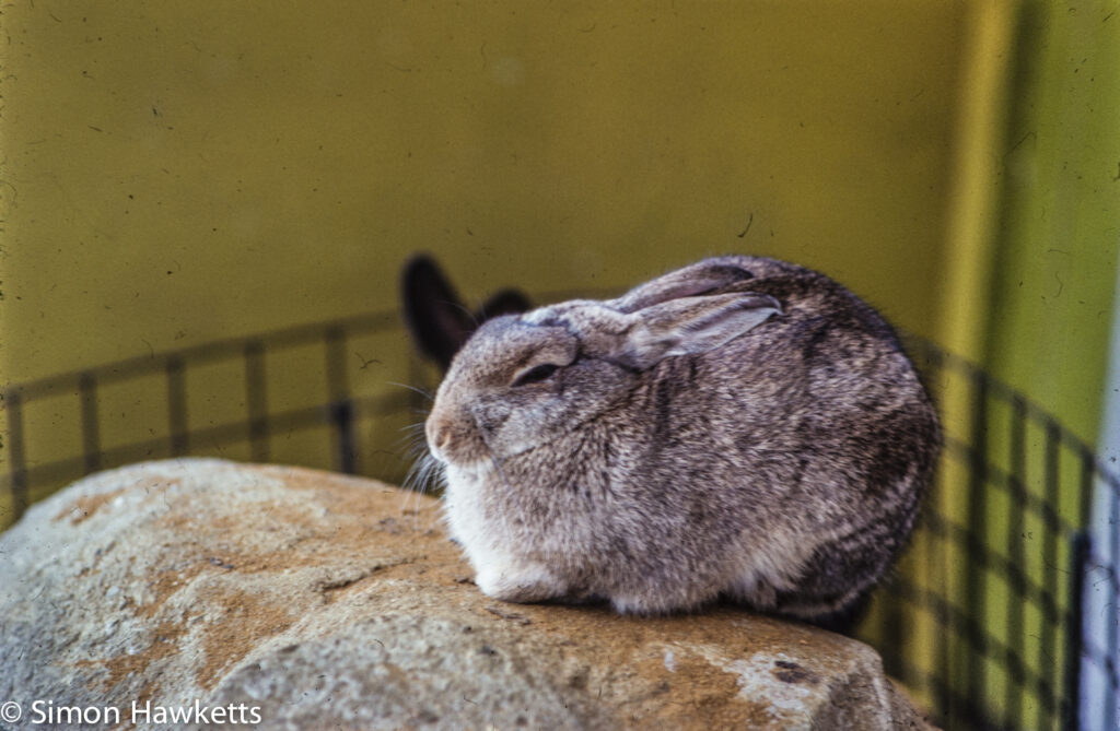 35mm colour slide pictures from london zoo in the early 1980s a bored rabbit
