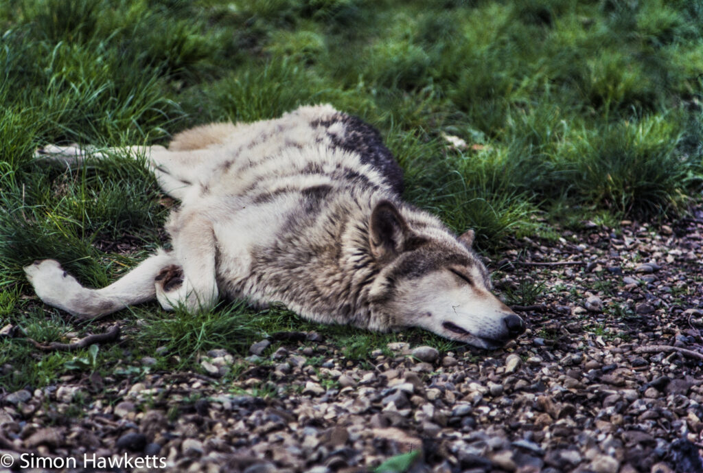 35mm colour slide pictures from london zoo in the early 1980s a sleeping wolf 2