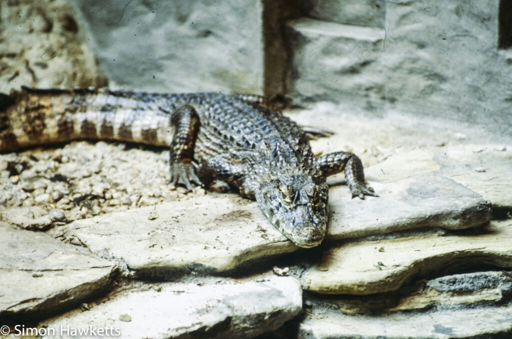 35mm colour slide pictures from London Zoo in the early 1980s - Alligator or crocodile
