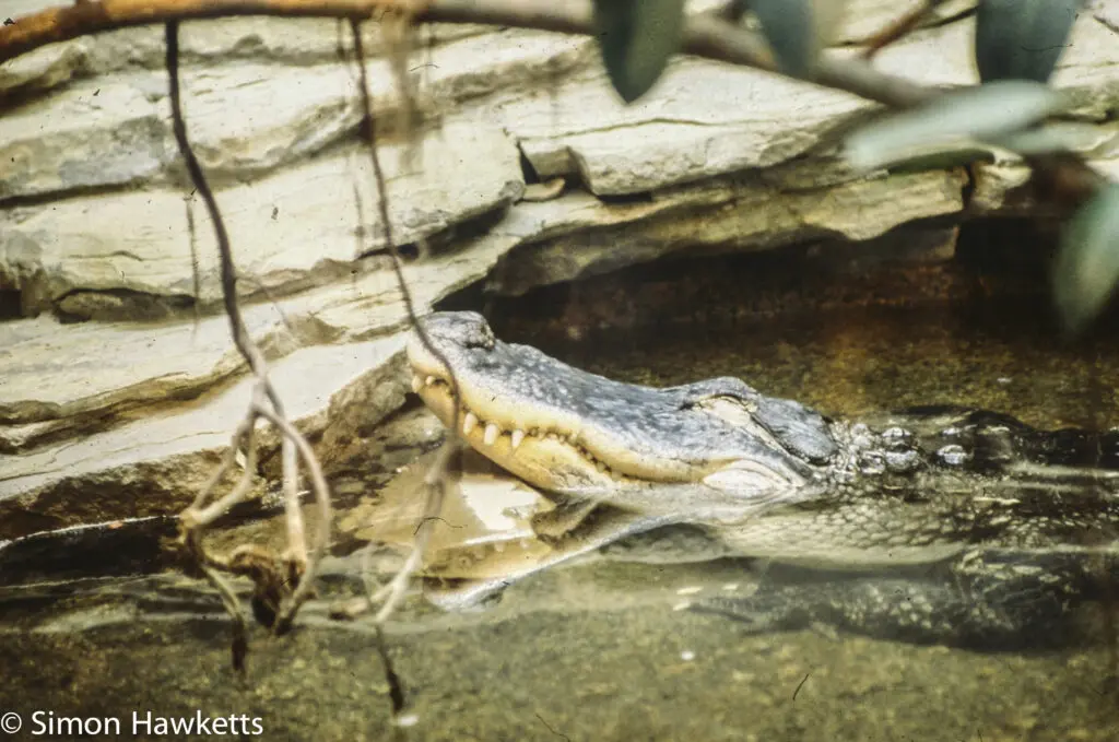 London zoo - 35mm slides from 1980 4 35mm colour slide pictures from London Zoo in the early 1980s - Alligator or crocodile