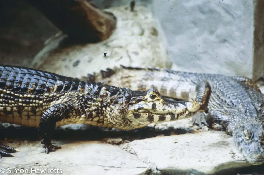 London zoo - 35mm slides from 1980 6 35mm colour slide pictures from London Zoo in the early 1980s - Alligator or crocodile