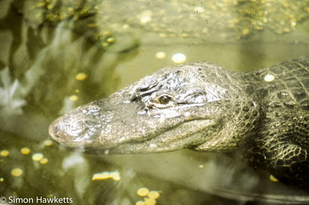 London zoo - 35mm slides from 1980 22 35mm colour slide pictures from London Zoo in the early 1980s - Alligator or crocodile
