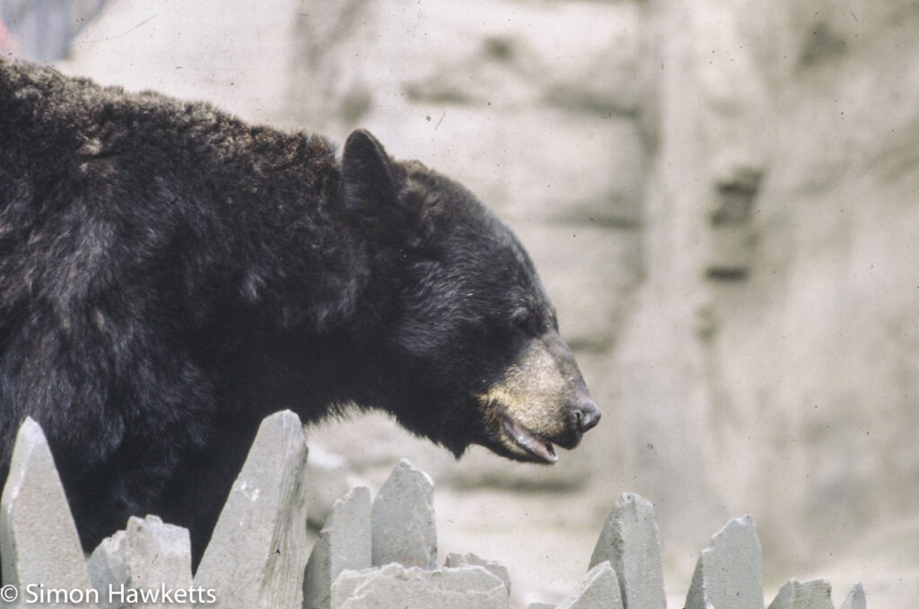 35mm colour slide pictures from London Zoo in the early 1980s - Black Bear