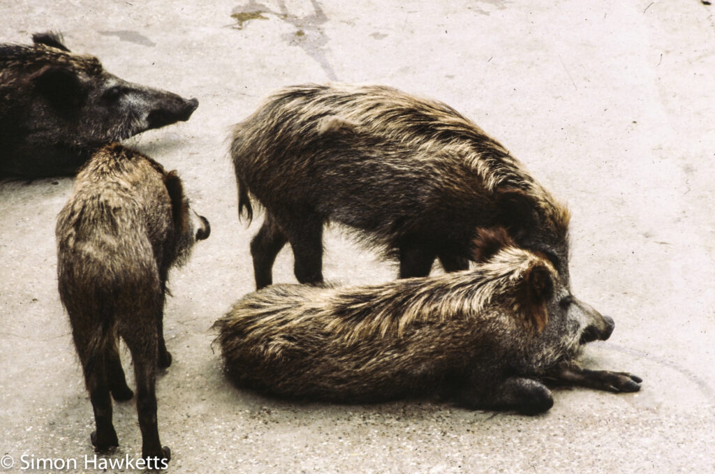 35mm colour slide pictures from London Zoo in the early 1980s - Boar