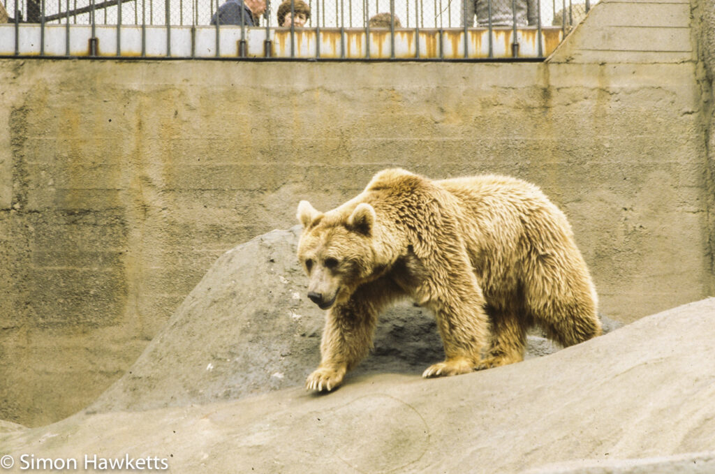 35mm colour slide pictures from London Zoo in the early 1980s - Brown Bear