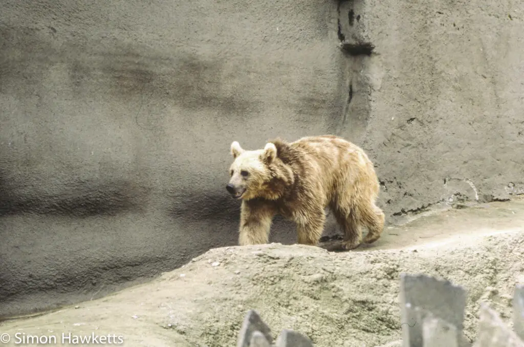 London zoo - 35mm slides from 1980 18 35mm colour slide pictures from London Zoo in the early 1980s - Brown Bear