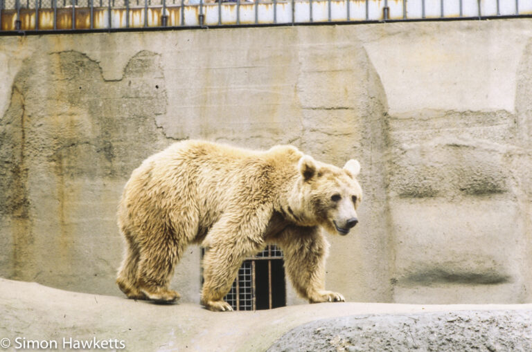 35mm colour slide pictures from London Zoo in the early 1980s - Brown Bear