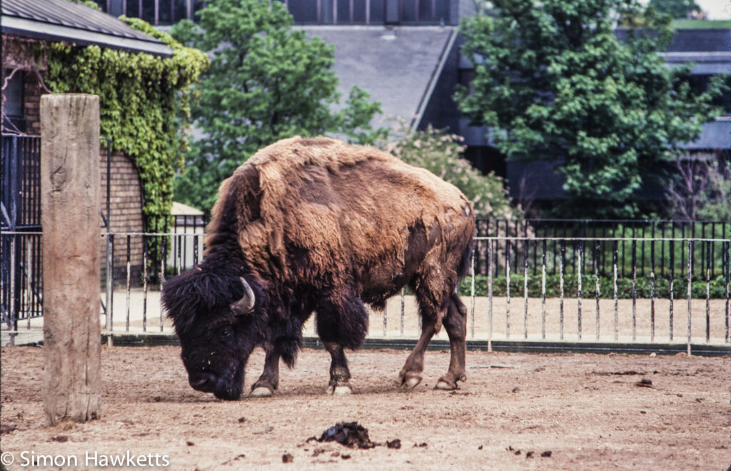 35mm colour slide pictures from london zoo in the early 1980s buffalo 2