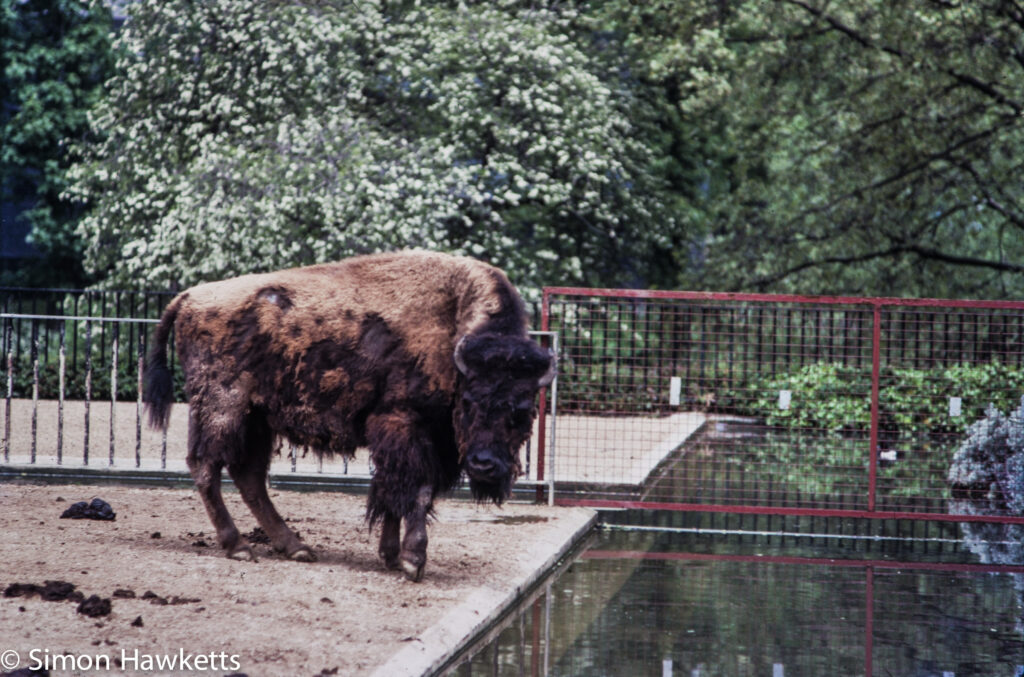 35mm colour slide pictures from london zoo in the early 1980s buffalo 3