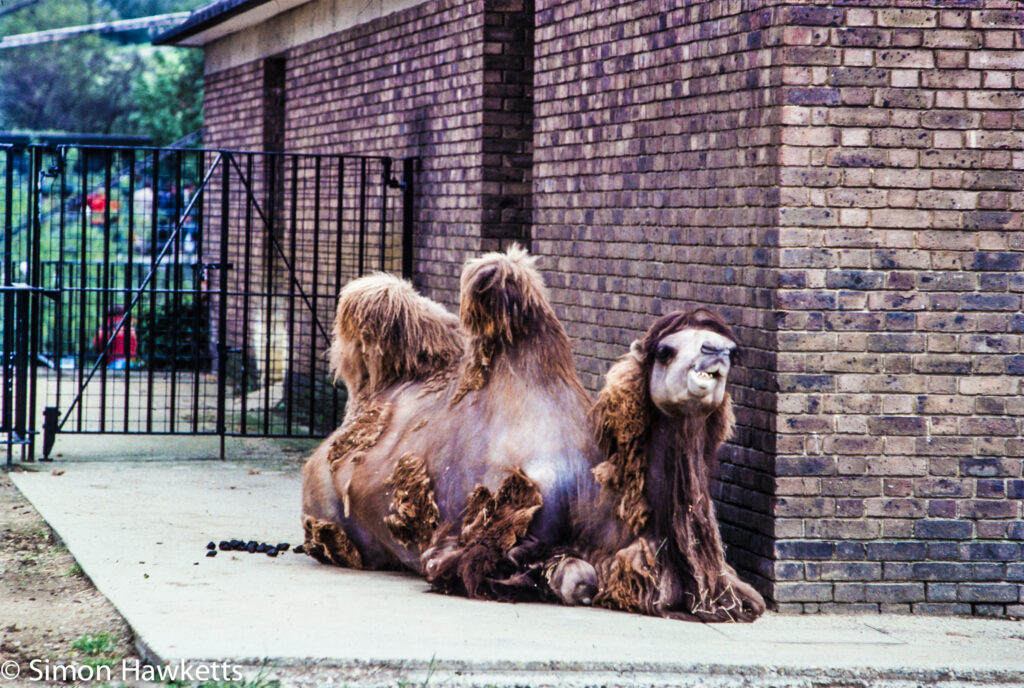 35mm colour slide pictures from london zoo in the early 1980s camel