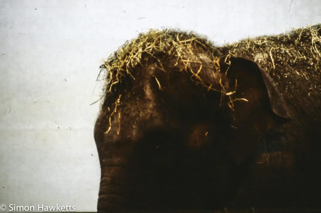 London zoo - 35mm slides from 1980 34 35mm colour slide pictures from London Zoo in the early 1980s - Elephant