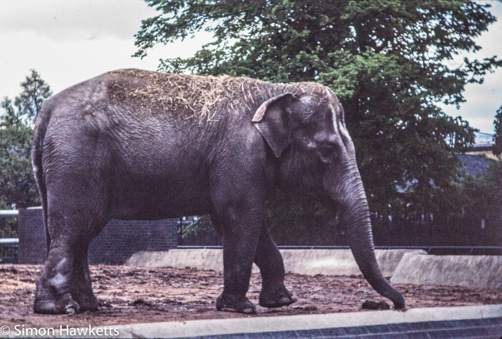 35mm colour slide pictures from london zoo in the early 1980s elephant 2