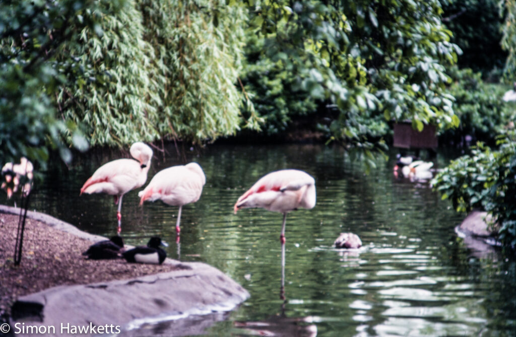 35mm colour slide pictures from london zoo in the early 1980s flamingo