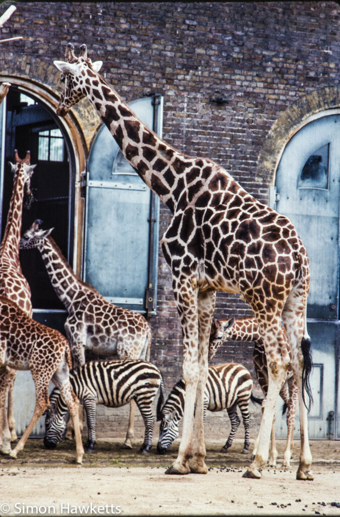 35mm colour slide pictures from london zoo in the early 1980s giraffe
