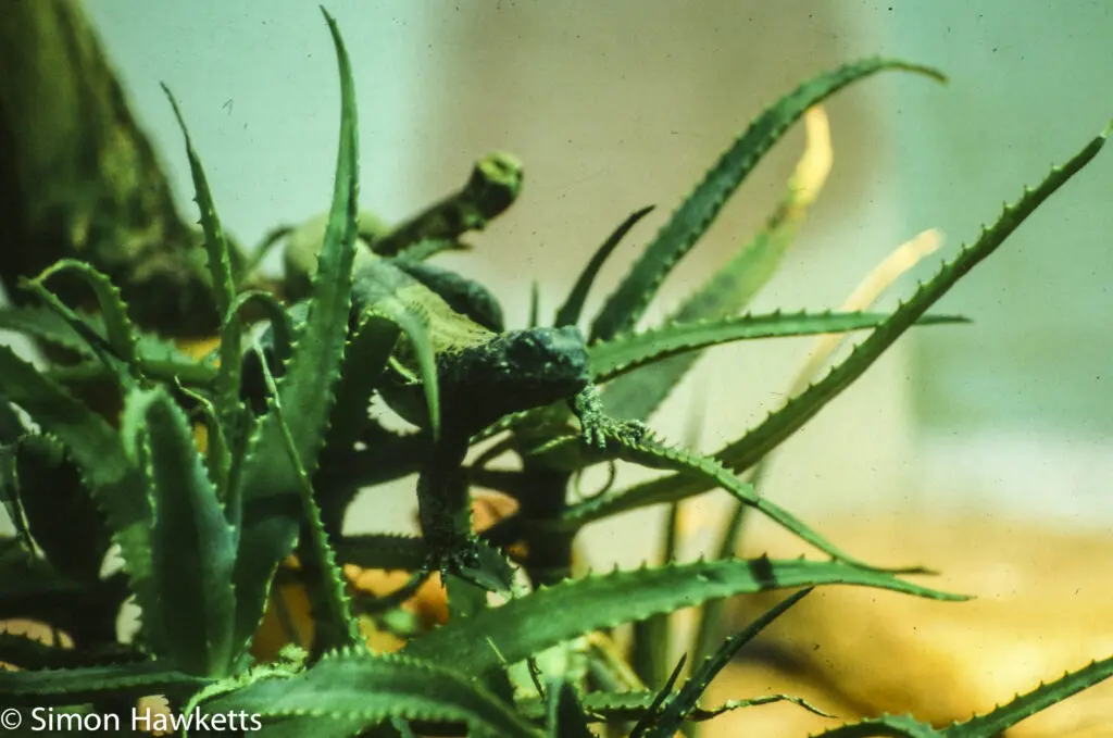 London zoo - 35mm slides from 1980 13 35mm colour slide pictures from London Zoo in the early 1980s - Green Lizzard