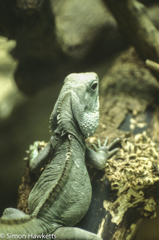 35mm colour slide pictures from London Zoo in the early 1980s - Green Lizzard