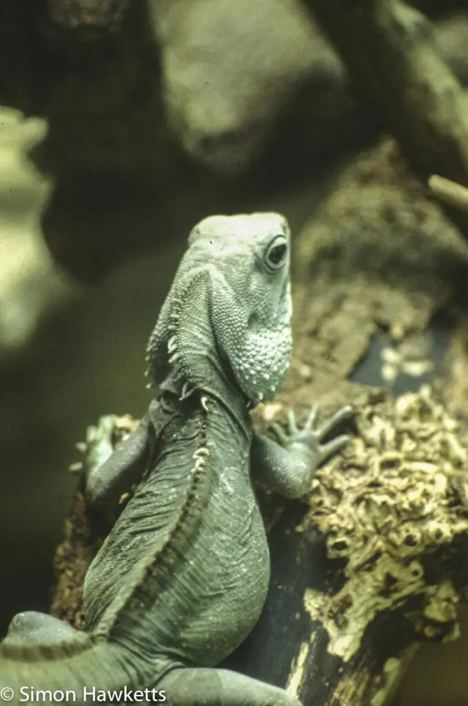 London zoo - 35mm slides from 1980 23 35mm colour slide pictures from London Zoo in the early 1980s - Green Lizzard