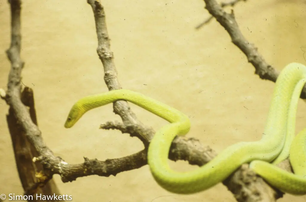 London zoo - 35mm slides from 1980 30 35mm colour slide pictures from London Zoo in the early 1980s - Green Snake