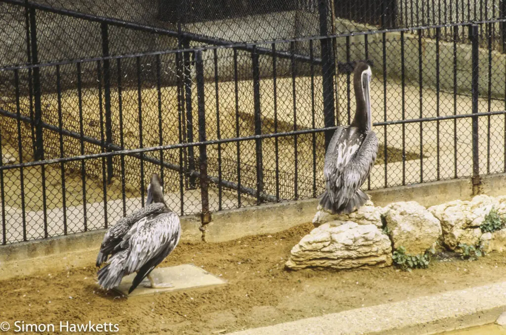 London zoo - 35mm slides from 1980 31 35mm colour slide pictures from London Zoo in the early 1980s - Heron?