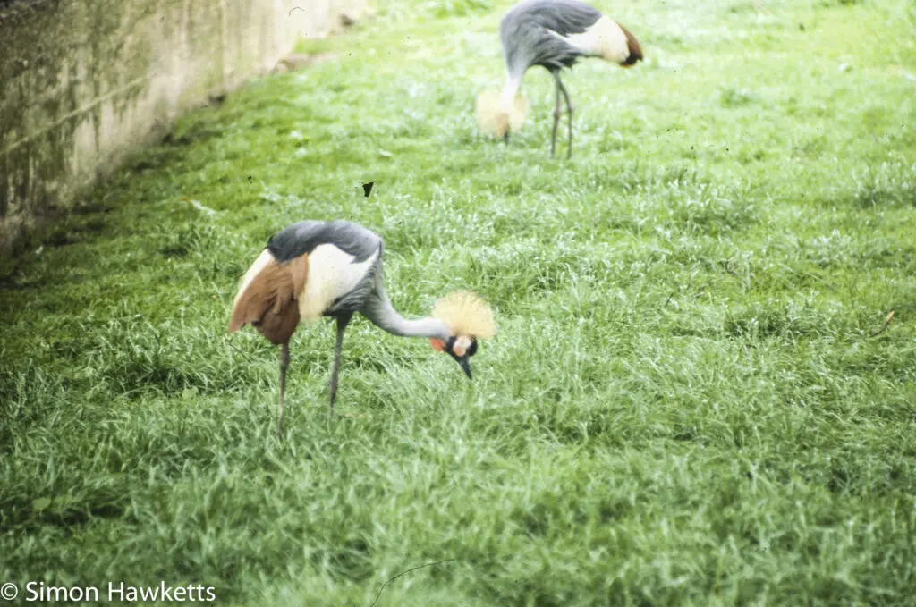 London zoo - 35mm slides from 1980 32 35mm colour slide pictures from London Zoo in the early 1980s - Large Bird